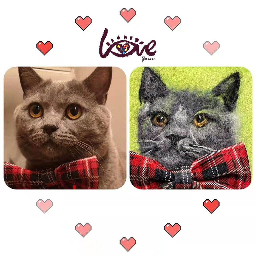 Lieven, British short hair cat